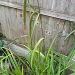 Carex pseudocyperusLeaf