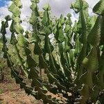 Euphorbia cooperi Hoja