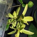 Tetrapterys discolor Flower