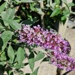 Buddleja davidiiÕis