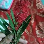 Melaleuca rugulosa Λουλούδι