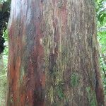 Podocarpus guatemalensis Bark