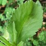 Coleostephus myconis Leaf