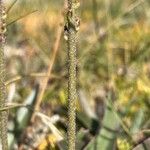 Plantago eriopoda Rhisgl