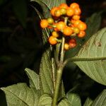 Psychotria racemosa Deilen