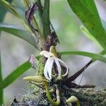 Jumellea triquetra പുഷ്പം