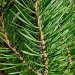 Pinus mugo برگ