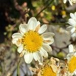 Anthemis maritima Fiore