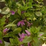 Scaevola aemula Blomst