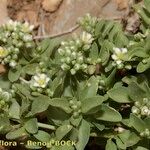 Polycarpon polycarpoides Mosusu
