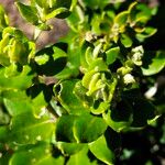 Phylica buxifolia Hoja