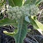 Asclepias eriocarpa Levél