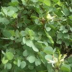 Bauhinia rufescens Otro