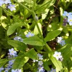 Myosotis laxa 葉