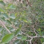 Ziziphus spina-christi 葉