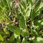 Salvia absconditiflora Leaf