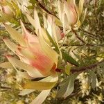 Leucadendron salignum Blomma