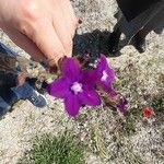 Anchusa officinalisBlomst