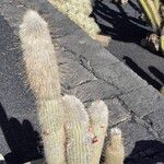 Cleistocactus hyalacanthus Kora