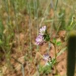 Trifolium resupinatumBlomst