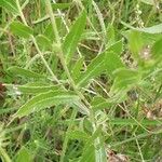 Grindelia squarrosa Foglia