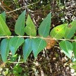 Coriaria myrtifolia 葉