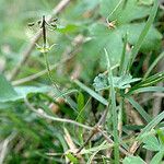 Geranium homeanum Агульны выгляд