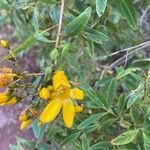 Hypericum canarienseКветка