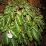 Episcia lilacina Hoja