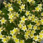 Saxifraga exarata 花