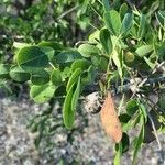 Dalbergia melanoxylon Лист