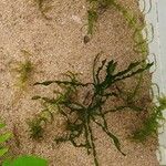 Vallisneria spiralis Mosusu