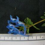 Corydalis cashmeriana Altro