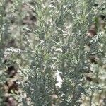 Artemisia austriaca Ліст