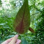 Persicaria microcephala List