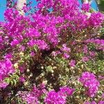 Bougainvillea glabra Fleur