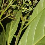 Ocotea dendrodaphne Hoja