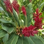 Alpinia purpurata Blüte