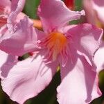 Nerium oleander Kwiat