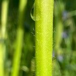 Lupinus polyphyllus Écorce