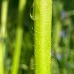 Lupinus polyphyllus Кара