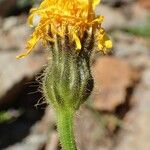 Crepis conyzifolia 花