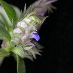 Rungia pectinata Flower
