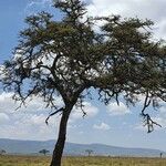 Vachellia drepanolobium Habit