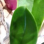 Phalaenopsis × singuliflora Leaf