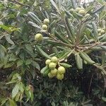 Pittosporum tobiraFruit