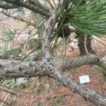 Pinus hartwegii പുറംതൊലി