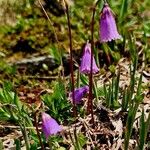 Soldanella pusilla Virág