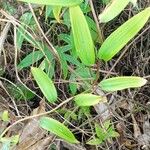 Bomarea edulis Leaf