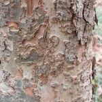 Ulmus pumila Bark